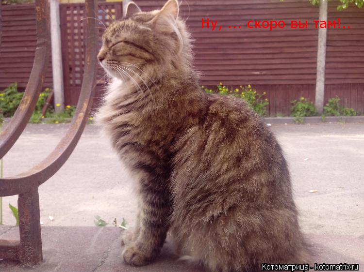 Ну, ... скоро вы там!..... Котоматрица: Ну, ... скоро вы там!..