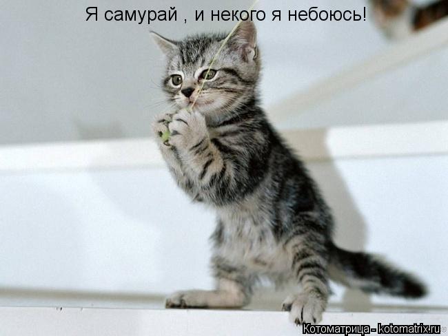 Я самурай , и некого я небоюсь!... Котоматрица: Я самурай , и некого я небоюсь!