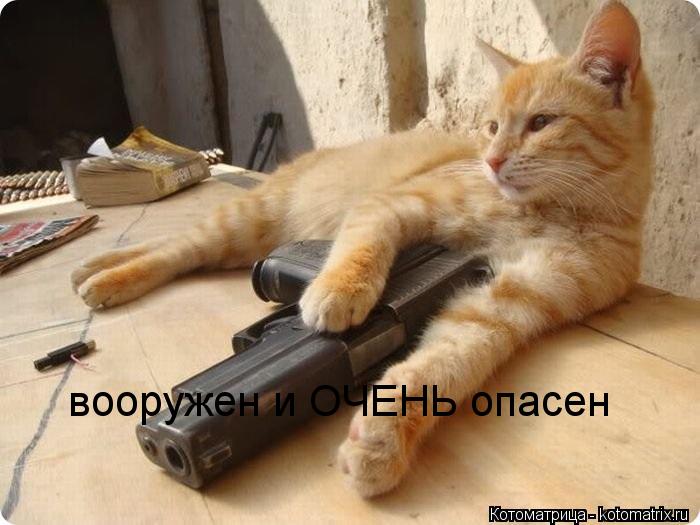вооружен и ОЧЕНЬ опасен... Котоматрица: вооружен и ОЧЕНЬ опасен