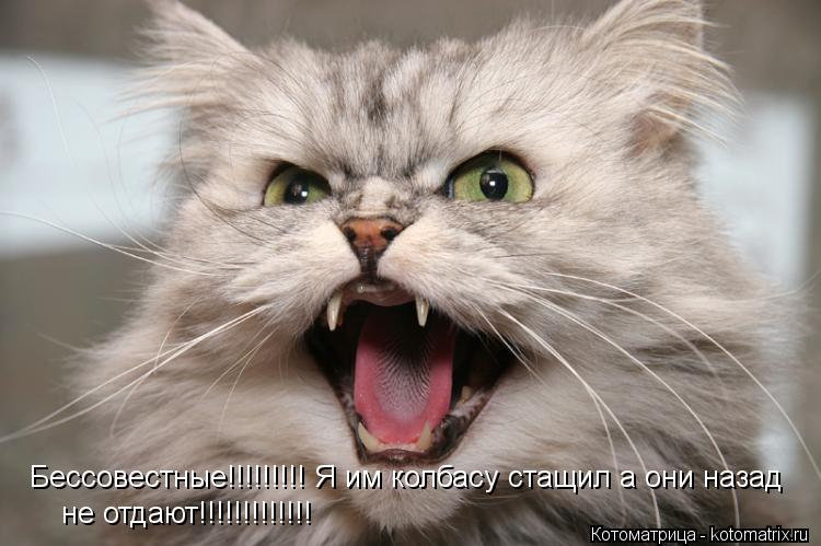 Бессовестные!!!!!!!!! Я им колбасу стащил а они назад не отдают!!!!!!!!!!!!!... Котоматрица: Бессовестные!!!!!!!!! Я им колбасу стащил а они назад не отдают!!!!!!!!!!!!!