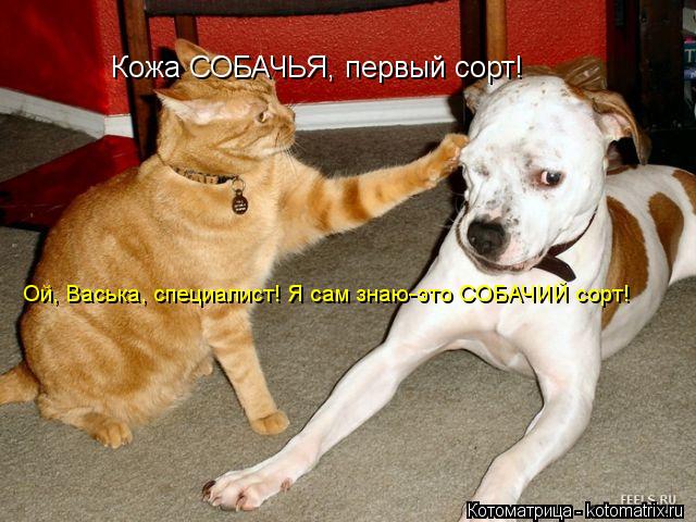Кожа СОБАЧЬЯ, первый сорт! Ой, Васька, специалист! Я сам знаю-это СОБАЧИЙ сорт!... Котоматрица: Кожа СОБАЧЬЯ, первый сорт! Ой, Васька, специалист! Я сам знаю-это СОБАЧИЙ сорт!