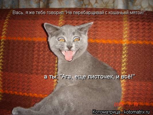 Вась, я же тебе говорил:"Не перебарщивай с кошачьей мятой!", а ты: "Ага, еще листочек, и всё!"... Котоматрица: Вась, я же тебе говорил:"Не перебарщивай с кошачьей мятой!", а ты: "Ага, еще листочек, и всё!"