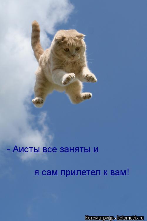 - Аисты все заняты и я сам прилетел к вам!... Котоматрица: - Аисты все заняты и я сам прилетел к вам!