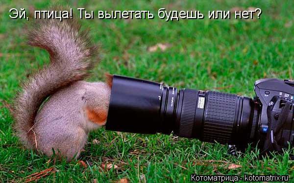 Эй, птица! Ты вылетать будешь или нет?... Котоматрица: Эй, птица! Ты вылетать будешь или нет?