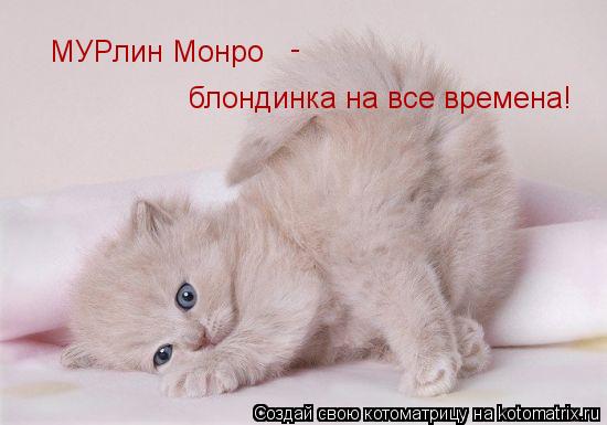 МУРлин Монро - блондинка на все времена!... Котоматрица: МУРлин Монро - блондинка на все времена!