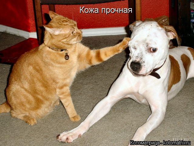 Кожа прочная... Котоматрица: Кожа прочная