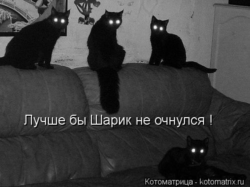 Лучше бы Шарик не очнулся !... Котоматрица: Лучше бы Шарик не очнулся !