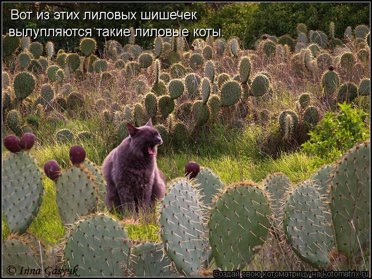 Вот из этих лиловых шишечек вылупляются такие лиловые коты.... Котоматрица: Вот из этих лиловых шишечек вылупляются такие лиловые коты.