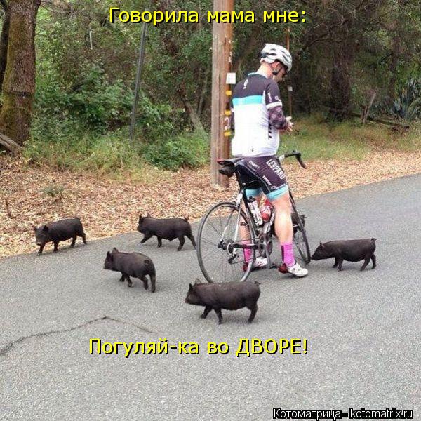 Говорила мама мне: Погуляй-ка во ДВОРЕ!... Котоматрица: Говорила мама мне: Погуляй-ка во ДВОРЕ!
