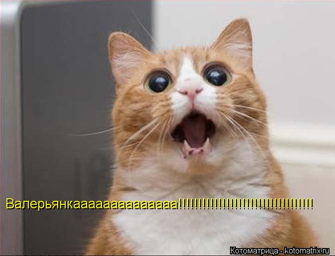Валерьянкаааааааааааааа!!!!!!!!!!!!!!!!!!!!!!!!!!!!!!!!!!... Котоматрица: Валерьянкаааааааааааааа!!!!!!!!!!!!!!!!!!!!!!!!!!!!!!!!!!