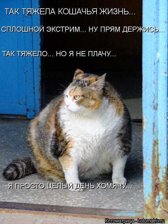 ТАК ТЯЖЕЛА КОШАЧЬЯ ЖИЗНЬ... СПЛОШНОЙ ЭКСТРИМ... НУ ПРЯМ ДЕРЖИСЬ... ТАК ТЯЖЕЛО... НО Я НЕ ПЛАЧУ... Я П... Котоматрица: ТАК ТЯЖЕЛА КОШАЧЬЯ ЖИЗНЬ... СПЛОШНОЙ ЭКСТРИМ... НУ ПРЯМ ДЕРЖИСЬ... ТАК ТЯЖЕЛО... НО Я НЕ ПЛАЧУ... Я ПРОСТО ЦЕЛЫЙ ДЕНЬ ХОМЯЧУ...