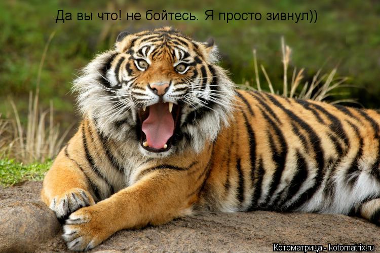 Да вы что! не бойтесь. Я просто зивнул))... Котоматрица: Да вы что! не бойтесь. Я просто зивнул))