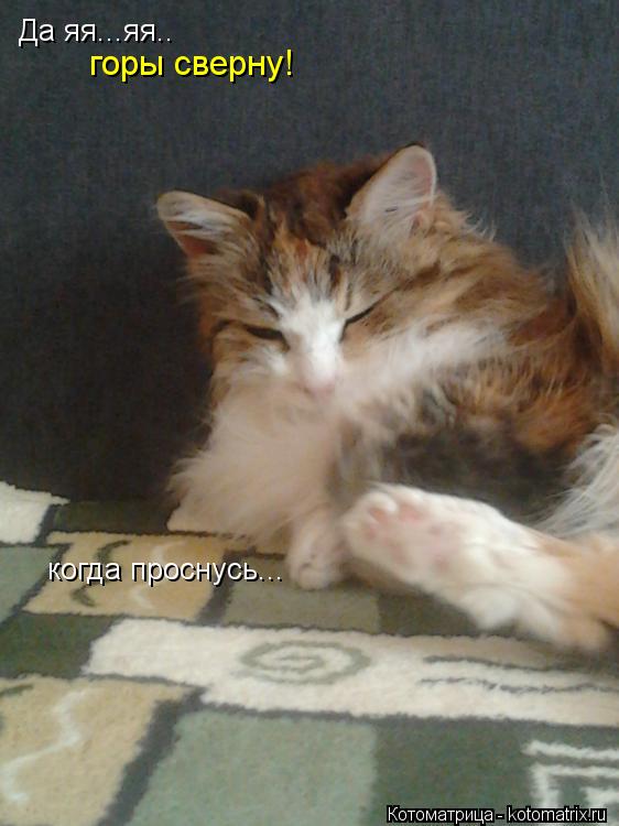Да яя...яя.. горы сверну! когда проснусь...... Котоматрица: Да яя...яя.. горы сверну! когда проснусь...