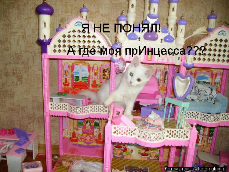 Я НЕ ПОНЯЛ! А где моя прИнцесса???... Котоматрица: Я НЕ ПОНЯЛ! А где моя прИнцесса???