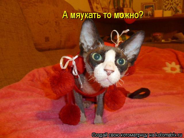 А мяукать то можно?... Котоматрица: А мяукать то можно?