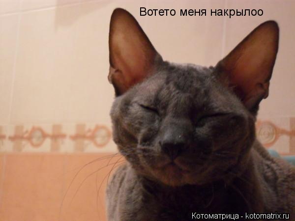 Вотето меня накрылоо... Котоматрица: Вотето меня накрылоо