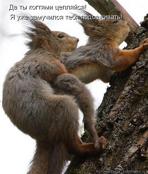 Да ты когтями цепляйся! Я уже замучился тебя подсаживать!... Котоматрица: Да ты когтями цепляйся! Я уже замучился тебя подсаживать!
