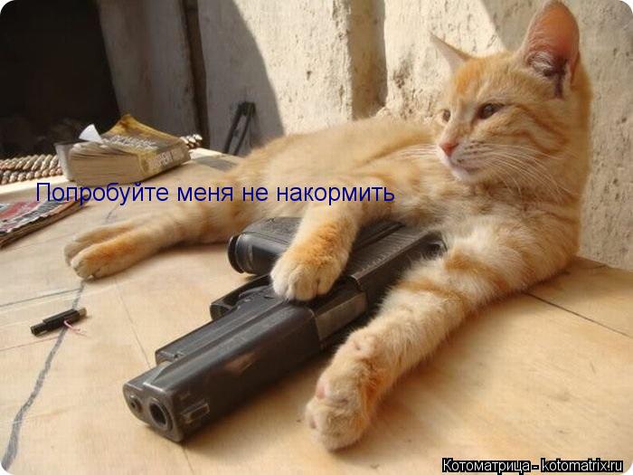 Попробуйте меня не накормить... Котоматрица: Попробуйте меня не накормить