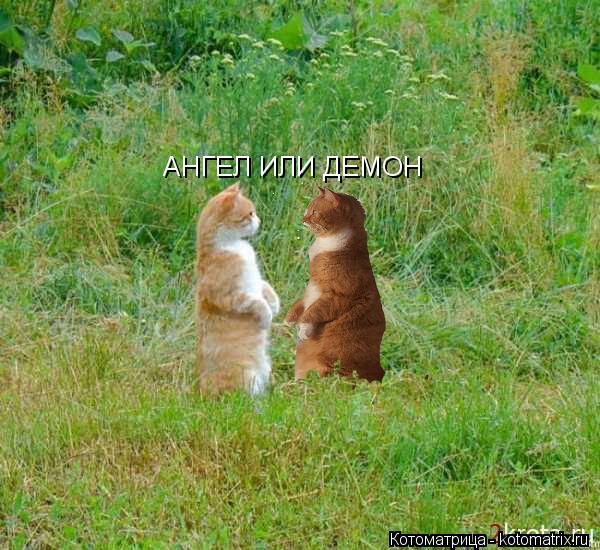 АНГЕЛ ИЛИ ДЕМОН... Котоматрица: АНГЕЛ ИЛИ ДЕМОН
