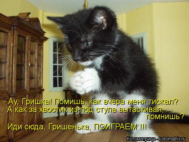 - Ау, Гришка! Помишь, как вчера меня тискал? А как за хвостик из-под стула вытаскивал, помнишь? Иди ... Котоматрица: - Ау, Гришка! Помишь, как вчера меня тискал? А как за хвостик из-под стула вытаскивал, помнишь? Иди сюда, Гришенька, ПОИГРАЕМ !!!