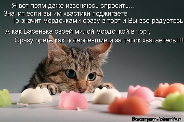 Я вот прям даже извеняюсь спросить... Значит если вы им хвастики поджигаете, То значит мордочками сра... Котоматрица: Я вот прям даже извеняюсь спросить... Значит если вы им хвастики поджигаете, То значит мордочками сразу в торт и Вы все радуетесь. А как Васен