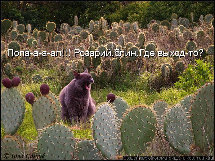 Попа-а-а-ал!!! Розарий,блин.Где выход-то?... Котоматрица: Попа-а-а-ал!!! Розарий,блин.Где выход-то?