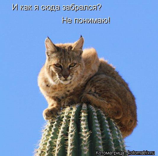 И как я сюда забрался? Не понимаю!... Котоматрица: И как я сюда забрался? Не понимаю!