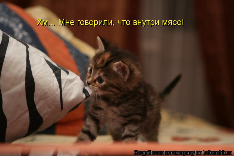 Хм... Мне говорили, что внутри мясо!... Котоматрица: Хм... Мне говорили, что внутри мясо!