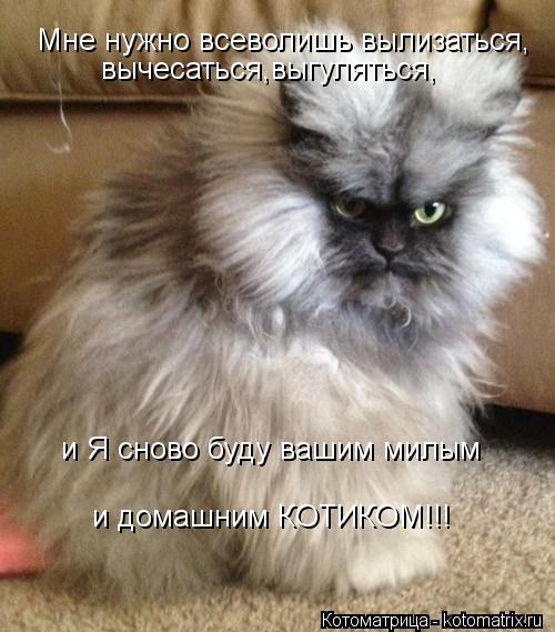 Мне нужно всеволишь вылизаться, вычесаться,выгуляться, и Я сново буду вашим милым и домашним КОТИКОМ!... Котоматрица: Мне нужно всеволишь вылизаться, вычесаться,выгуляться, и Я сново буду вашим милым и домашним КОТИКОМ!!!