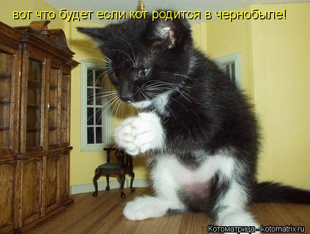 вот что будет если кот родится в чернобыле!... Котоматрица: вот что будет если кот родится в чернобыле!