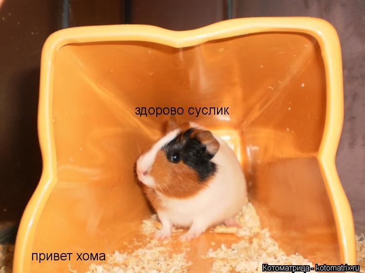 привет хома здорово суслик... Котоматрица: привет хома здорово суслик