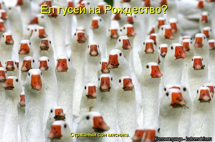 Ел гусей на Рождество? Страшный сон мясника.... Котоматрица: Ел гусей на Рождество? Страшный сон мясника.