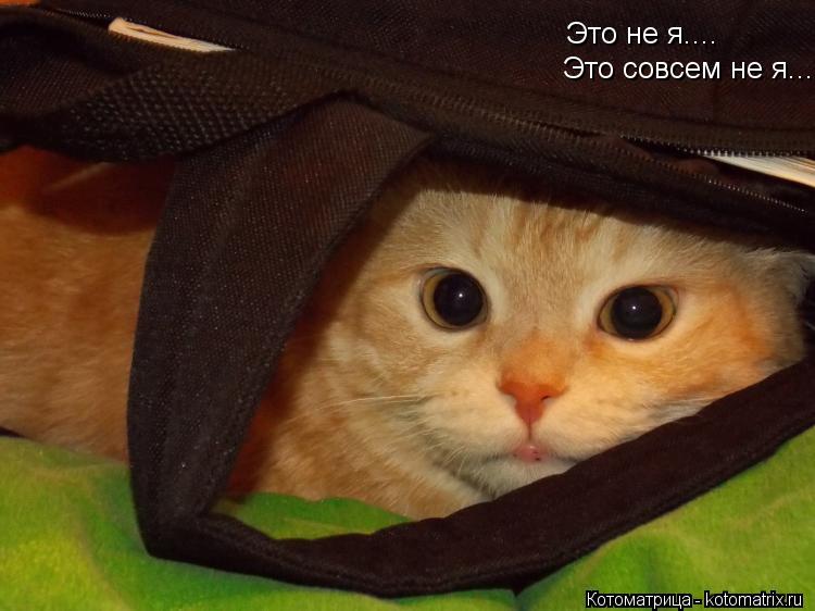 Это не я.... Это совсем не я....... Котоматрица: Это не я.... Это совсем не я....
