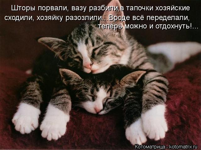 Шторы порвали, вазу разбили,в тапочки хозяйские сходили, хозяйку разозлили...Вроде всё переделали, те... Котоматрица: Шторы порвали, вазу разбили,в тапочки хозяйские сходили, хозяйку разозлили...Вроде всё переделали, теперь можно и отдохнуть!...