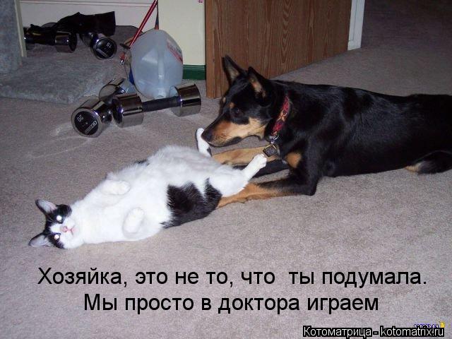 Хозяйка, это не то, что ты подумала. Мы просто в доктора играем... Котоматрица: Хозяйка, это не то, что ты подумала. Мы просто в доктора играем