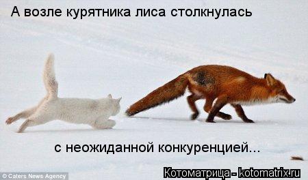 А возле курятника лиса столкнулась с неожиданной конкуренцией...... Котоматрица: А возле курятника лиса столкнулась с неожиданной конкуренцией...