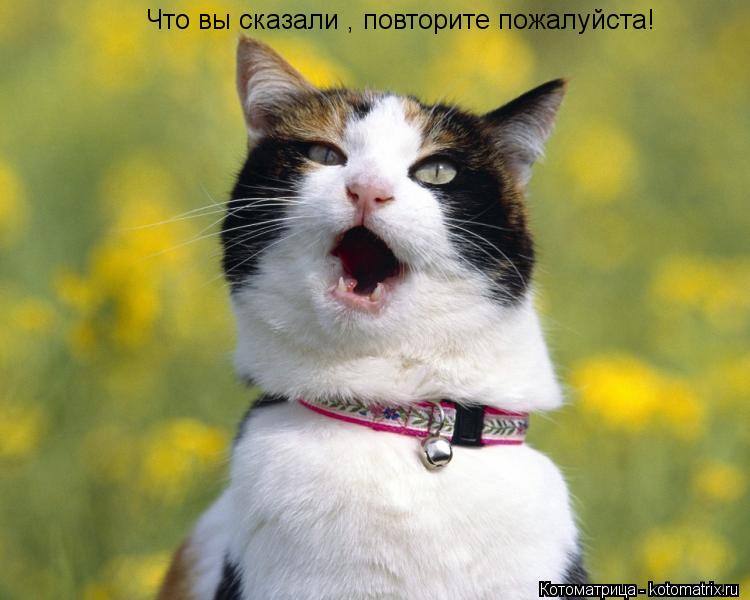 Что вы сказали , повторите пожалуйста!... Котоматрица: Что вы сказали , повторите пожалуйста!