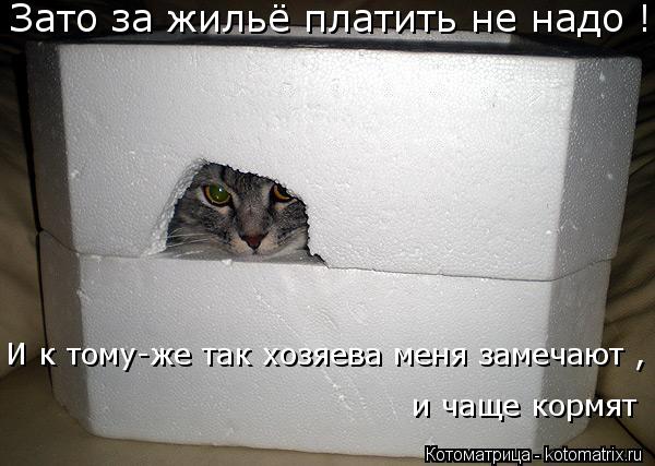 Зато за жильё платить не надо ! И к тому-же так хозяева меня замечают , и чаще кормят и чаще кормят... Котоматрица: Зато за жильё платить не надо ! И к тому-же так хозяева меня замечают , и чаще кормят и чаще кормят
