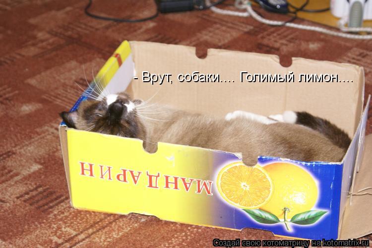 - Врут, собаки.... Голимый лимон....... Котоматрица: - Врут, собаки.... Голимый лимон....
