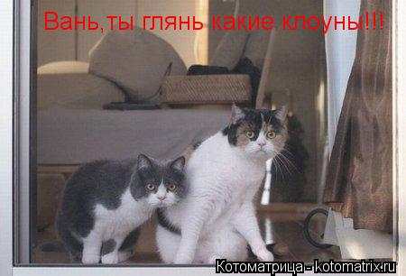 Вань,ты глянь какие клоуны!!!... Котоматрица: Вань,ты глянь какие клоуны!!!