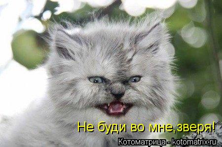 Не буди во мне,зверя!... Котоматрица: Не буди во мне,зверя!