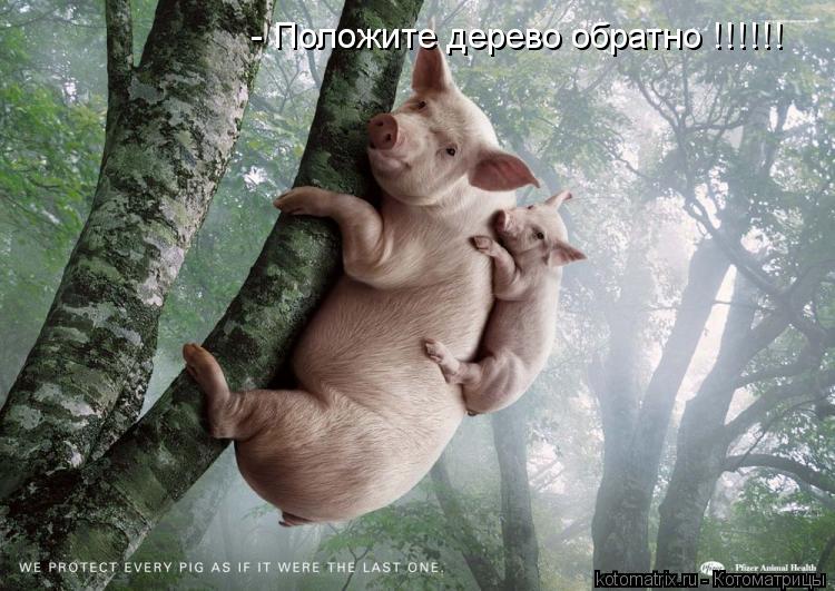- Положите дерево обратно !!!!!!... Котоматрица: - Положите дерево обратно !!!!!!