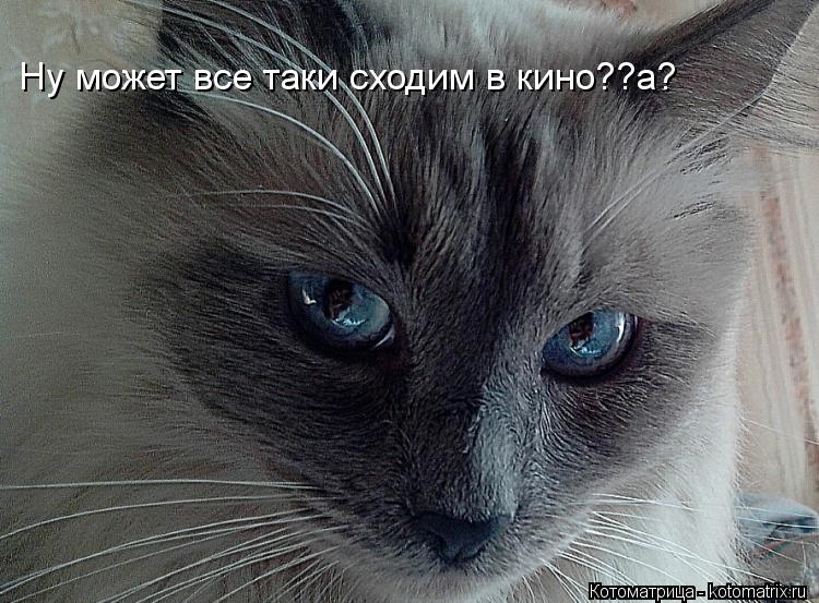 Ну может все таки сходим в кино??а?... Котоматрица: Ну может все таки сходим в кино??а?