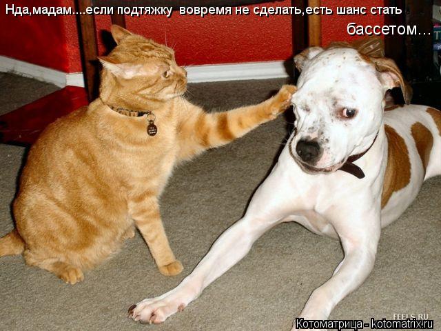 Нда,мадам....если подтяжку вовремя не сделать,есть шанс стать бассетом...... Котоматрица: Нда,мадам....если подтяжку вовремя не сделать,есть шанс стать бассетом...