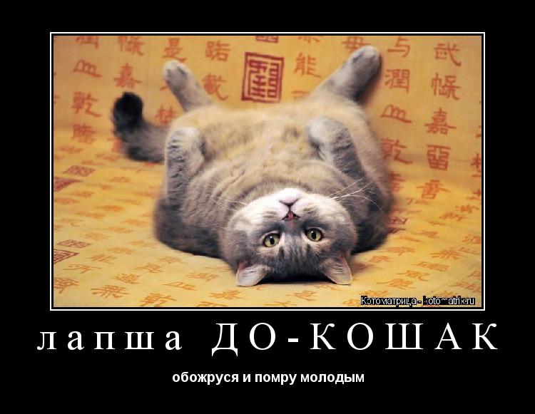 лапша ДО-КОШАК обожруся и помру молодым... Котоматрица: лапша ДО-КОШАК обожруся и помру молодым