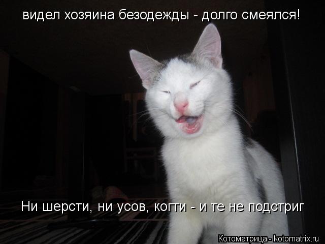 видел хозяина безодежды - долго смеялся! Ни шерсти, ни усов, когти - и те не подстриг... Котоматрица: видел хозяина безодежды - долго смеялся! Ни шерсти, ни усов, когти - и те не подстриг