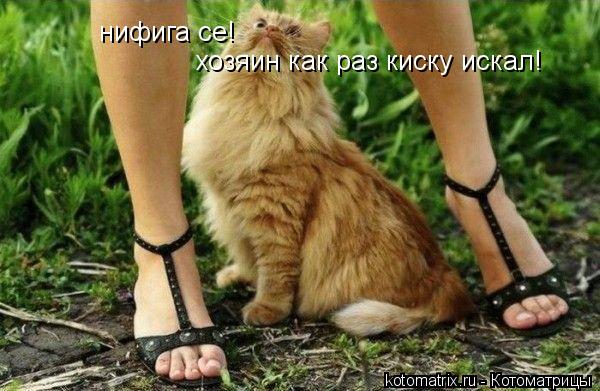 нифига се! хозяин как раз киску искал!... Котоматрица: нифига се! хозяин как раз киску искал!