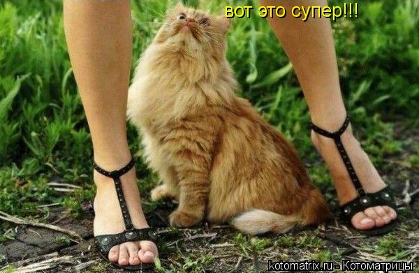 вот это супер!!!... Котоматрица: вот это супер!!!