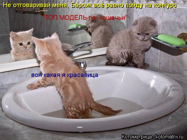 Не отговаривай меня, Барсик всё равно пойду на конкурс "ТОП МОДЕЛЬ по- кошачьи" вон какая я красавица... Котоматрица: Не отговаривай меня, Барсик всё равно пойду на конкурс "ТОП МОДЕЛЬ по- кошачьи" вон какая я красавица
