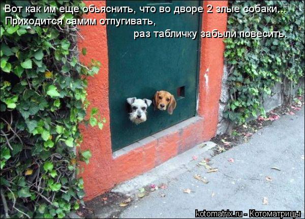 Вот как им еще обьяснить, что во дворе 2 злые собаки... Приходится самим отпугивать, раз табличку за... Котоматрица: Вот как им еще обьяснить, что во дворе 2 злые собаки... Приходится самим отпугивать, раз табличку забыли повесить.